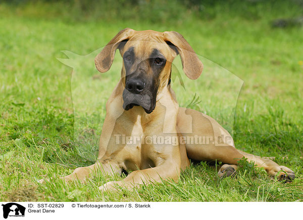 Deutsche Dogge / Great Dane / SST-02829