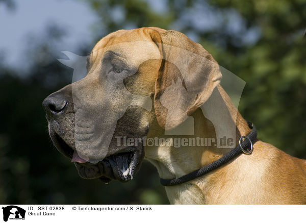 Deutsche Dogge / Great Dane / SST-02838