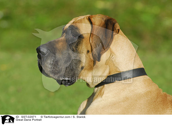 Deutsche Dogge im Portrait / Great Dane Portrait / SST-02971