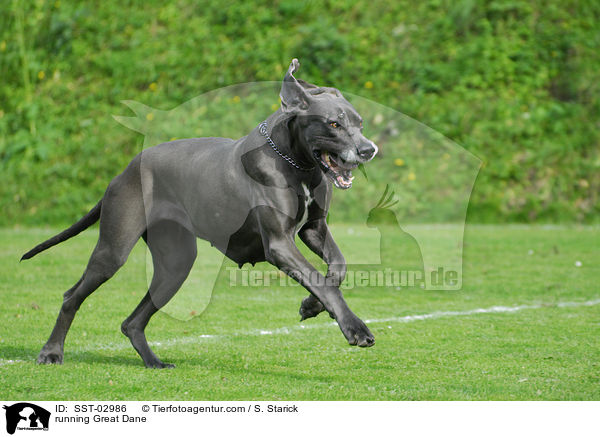 rennende Deutsche Dogge / running Great Dane / SST-02986
