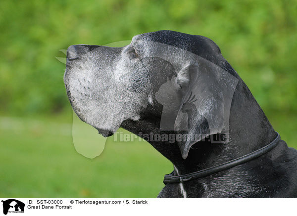 Deutsche Dogge im Portrait / Great Dane Portrait / SST-03000