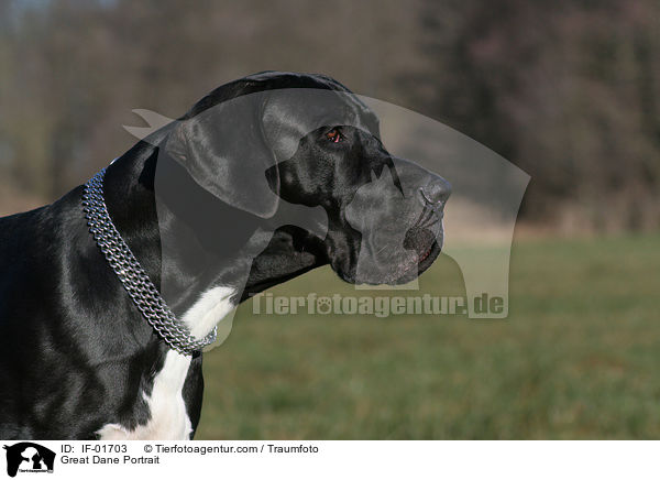 Deutsche Dogge Portrait / Great Dane Portrait / IF-01703