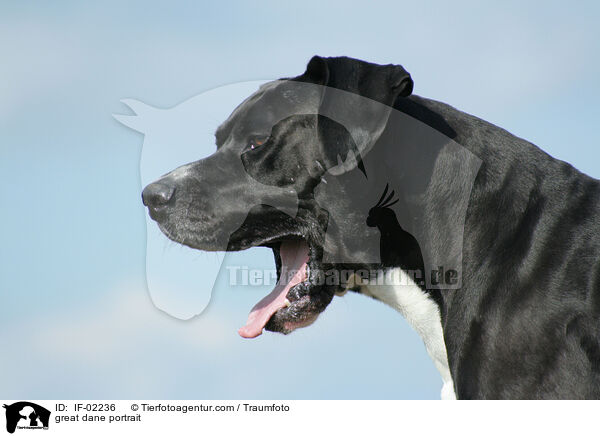 great dane portrait / IF-02236