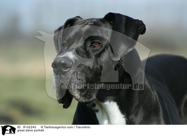 Deutsche Dogge Portrait / great dane portrait / IF-02240