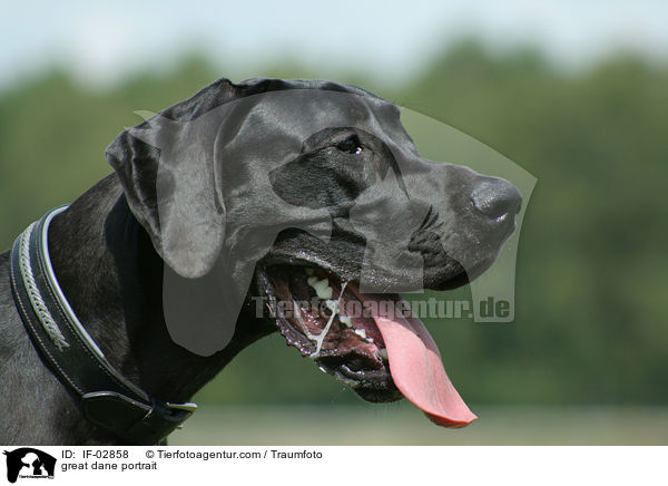 Deutsche Dogge Portrait / great dane portrait / IF-02858