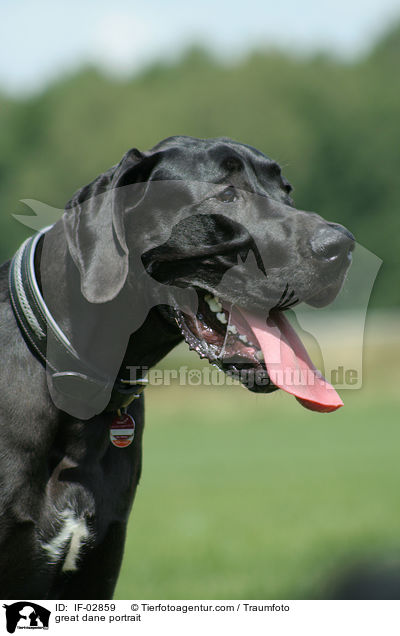 Deutsche Dogge Portrait / great dane portrait / IF-02859