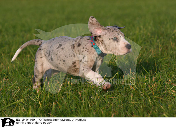 rennender Dogge Welpe / running great dane puppy / JH-04169