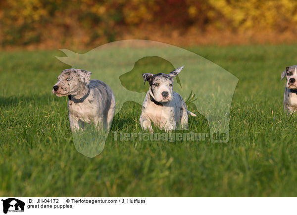 Deutsche Dogge Welpen / great dane puppies / JH-04172