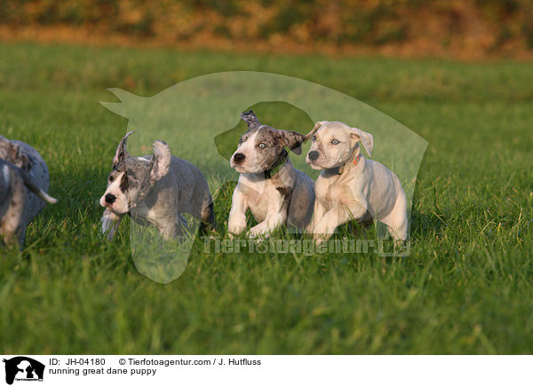 rennender Dogge Welpe / running great dane puppy / JH-04180