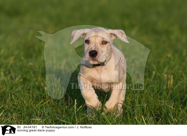 rennender Dogge Welpe / running great dane puppy / JH-04181