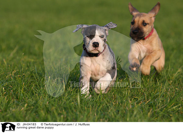 rennender Dogge Welpe / running great dane puppy / JH-04183