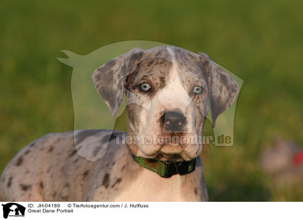 Deutsche Dogge Portrait / Great Dane Portrait / JH-04189