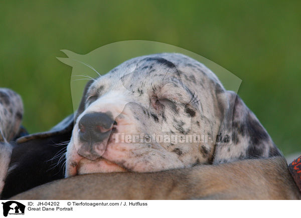 Deutsche Dogge Portrait / Great Dane Portrait / JH-04202