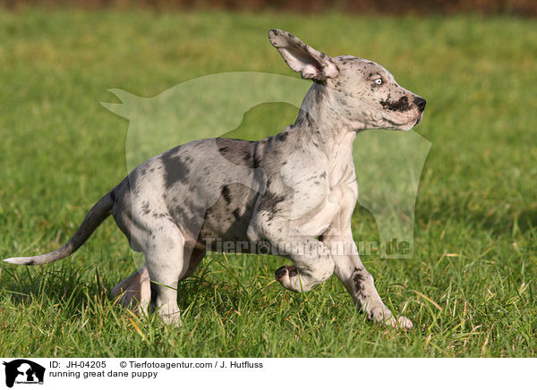 rennender Dogge Welpe / running great dane puppy / JH-04205