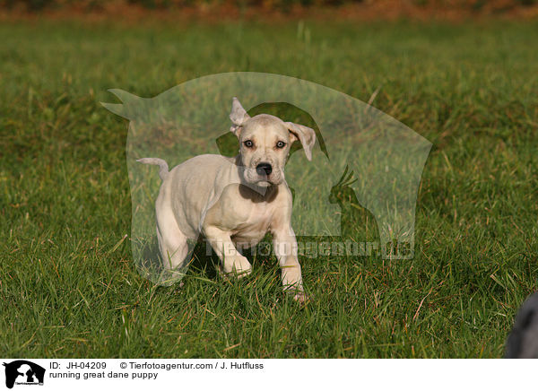 rennender Dogge Welpe / running great dane puppy / JH-04209