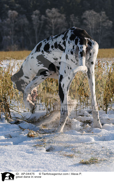 Deutsche Dogge im Schnee / great dane in snow / AP-04475