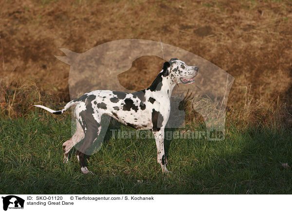 stehende Deutsche Dogge / standing Great Dane / SKO-01120