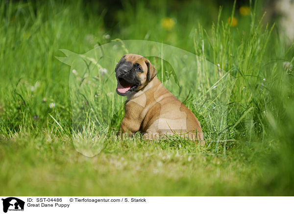 Deutsche Dogge Welpe / Great Dane Puppy / SST-04486