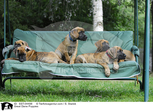 Deutsche Dogge Welpen / Great Dane Puppies / SST-04498