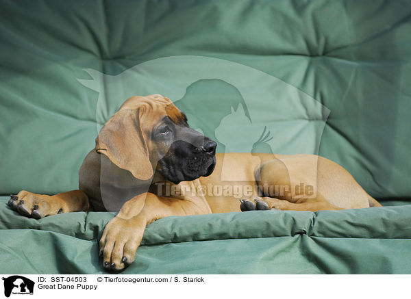 Deutsche Dogge Welpe / Great Dane Puppy / SST-04503