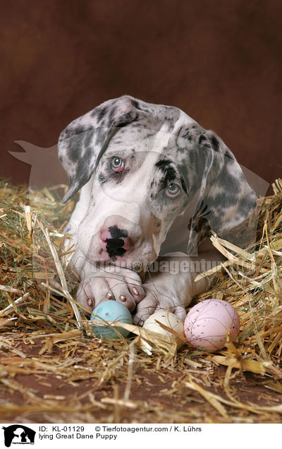 liegender Dogge Welpe / lying Great Dane Puppy / KL-01129