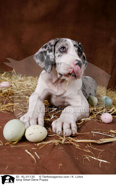 liegender Dogge Welpe / lying Great Dane Puppy / KL-01130