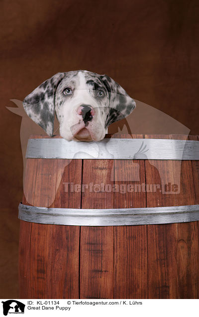Doggen Welpe / Great Dane Puppy / KL-01134