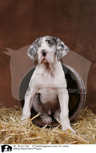 sitzender Dogge Welpe / sitting Great Dane Puppy / KL-01135