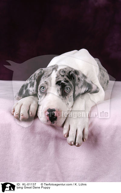 liegender Dogge Welpe / lying Great Dane Puppy / KL-01137