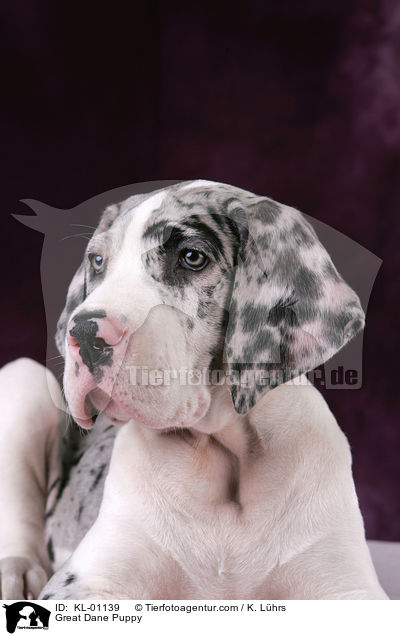 Doggen Welpe / Great Dane Puppy / KL-01139