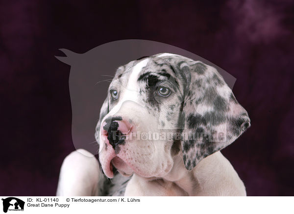 Doggen Welpe / Great Dane Puppy / KL-01140