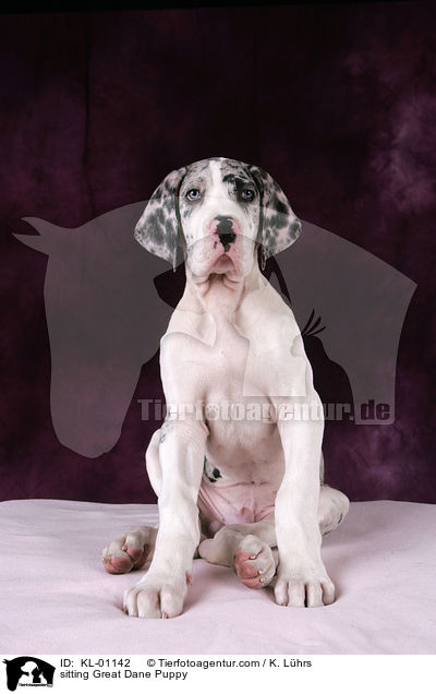 sitzender Dogge Welpe / sitting Great Dane Puppy / KL-01142