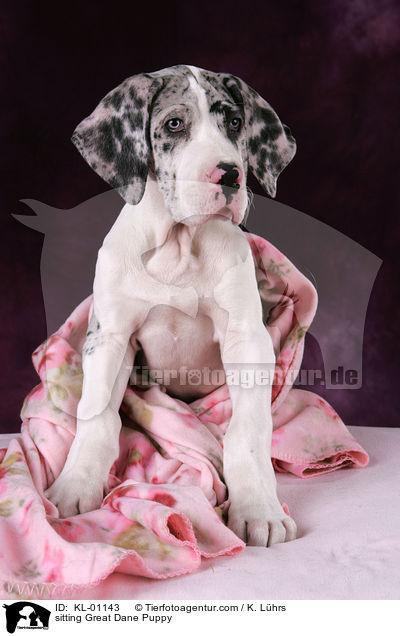 sitzender Dogge Welpe / sitting Great Dane Puppy / KL-01143