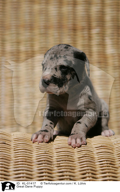 Deutsche Dogge Welpe / Great Dane Puppy / KL-01417
