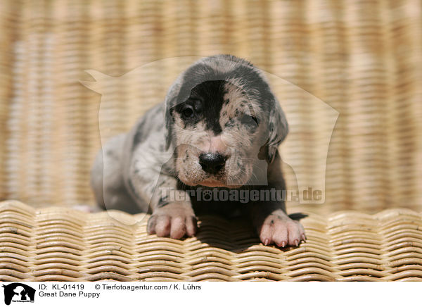 Great Dane Puppy / KL-01419