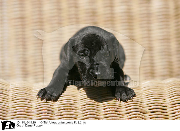 Great Dane Puppy / KL-01420