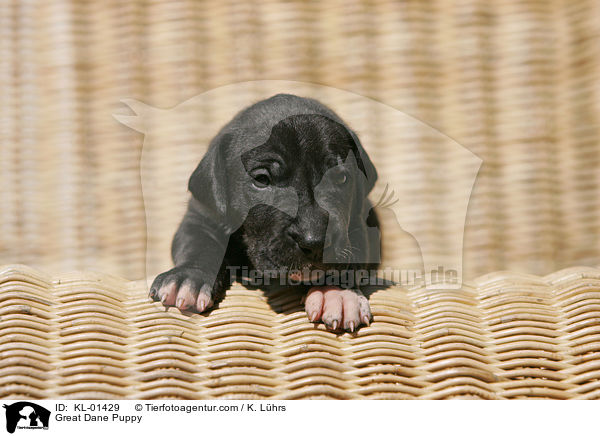 Great Dane Puppy / KL-01429