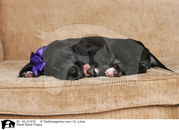 Deutsche Dogge Welpe / Great Dane Puppy / KL-01575