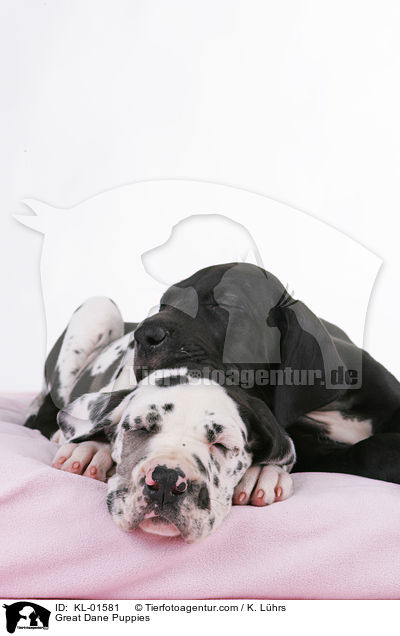 Deutsche Dogge Welpen / Great Dane Puppies / KL-01581