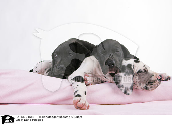 Deutsche Dogge Welpen / Great Dane Puppies / KL-01583
