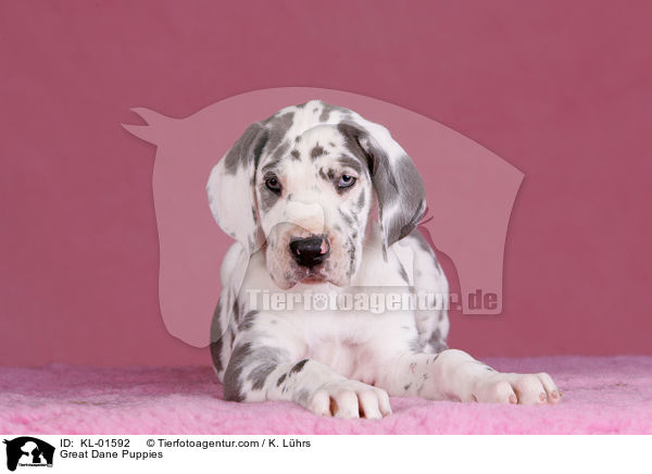 Deutsche Dogge Welpen / Great Dane Puppies / KL-01592