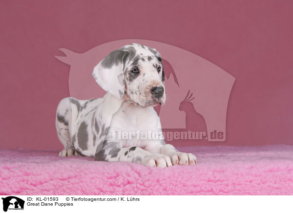 Deutsche Dogge Welpen / Great Dane Puppies / KL-01593