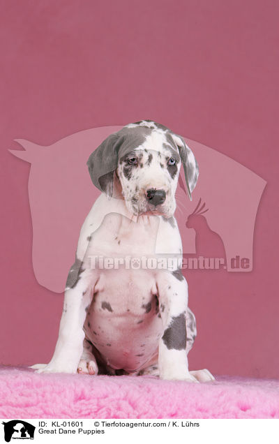 Deutsche Dogge Welpen / Great Dane Puppies / KL-01601