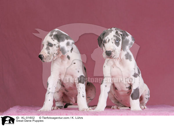 Deutsche Dogge Welpen / Great Dane Puppies / KL-01602