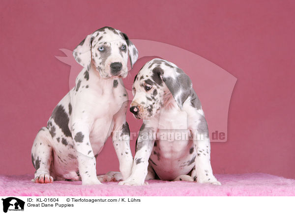 Deutsche Dogge Welpen / Great Dane Puppies / KL-01604