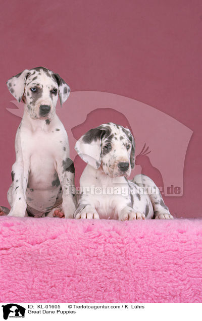 Deutsche Dogge Welpen / Great Dane Puppies / KL-01605