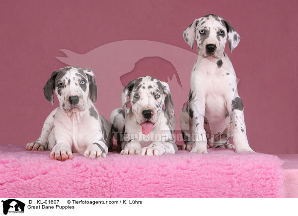 Deutsche Dogge Welpen / Great Dane Puppies / KL-01607