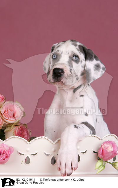 Deutsche Dogge Welpen / Great Dane Puppies / KL-01614