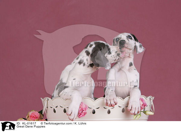 Deutsche Dogge Welpen / Great Dane Puppies / KL-01617