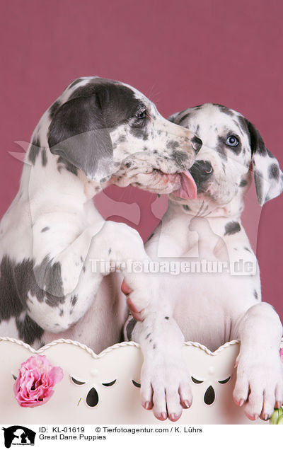 Deutsche Dogge Welpen / Great Dane Puppies / KL-01619